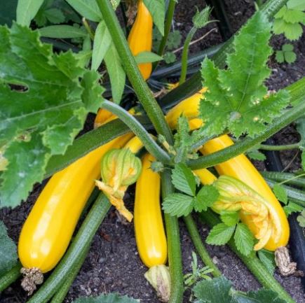 SQU2 STRAIGHTNCK SQUASH 6PK