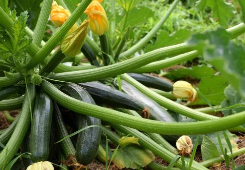 SQU3 ZUCCHINI SQUASH 6PK