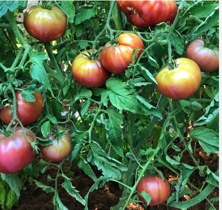 TOM1 CHEROKEE PURPLE TOMATO