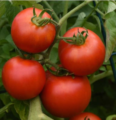 TOM10 EARLY GIRL TOMATO 6PK