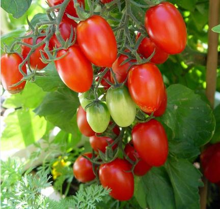 TOM11 GRAPE TOMATO 6PK