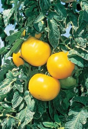 TOM13 LEMON BOY TOMATO 6PK
