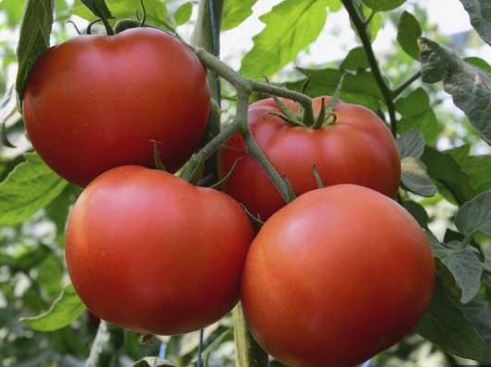 TOM14 PARKS TOMATO 6PK