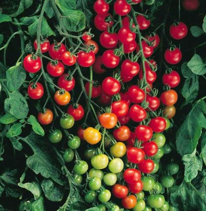 TOM18 SWEET 100 TOMATO 6PK