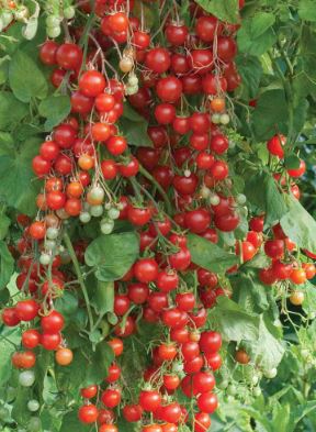 TOM19 MILLION TOMATO 6PK