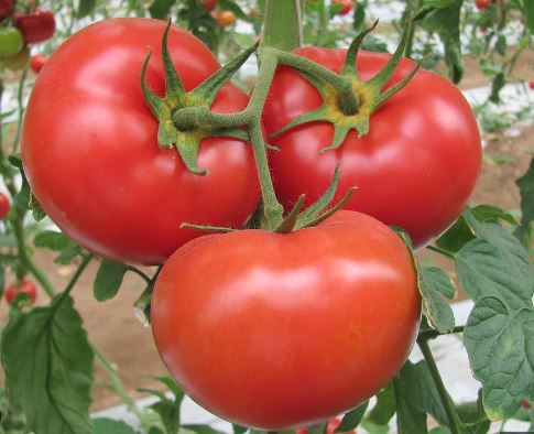 TOM2 GERMAN TOMATO 6PK