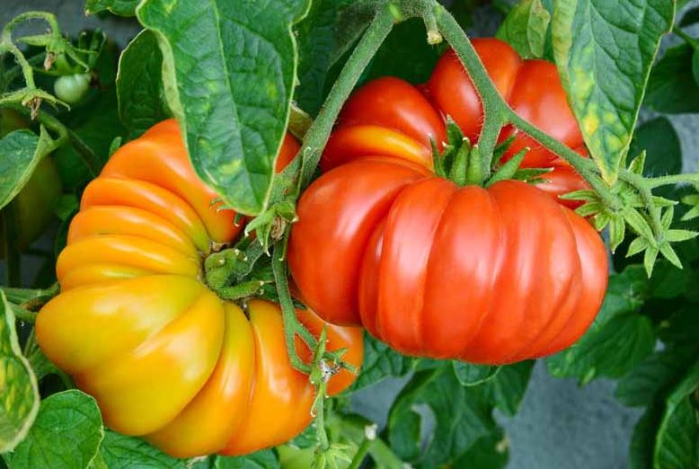 TOM3 BRANDYWINE TOMATO 6PK