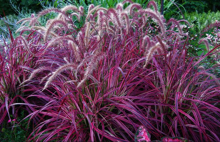 BPG27- RED FOUNTAIN GRASS