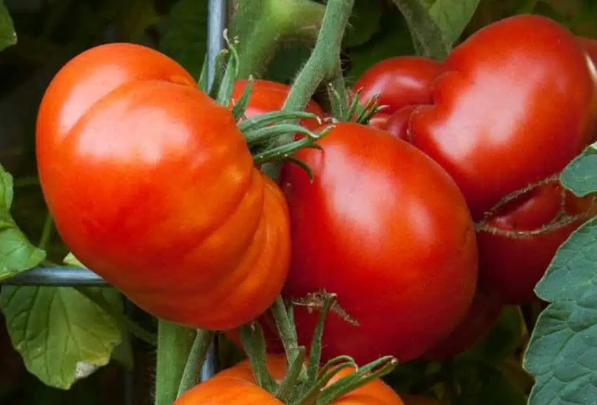 TOM4 BEEFMASTER TOMATO 6PK