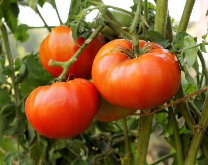 TOM5 BETTER BOY TOMATO 6PK