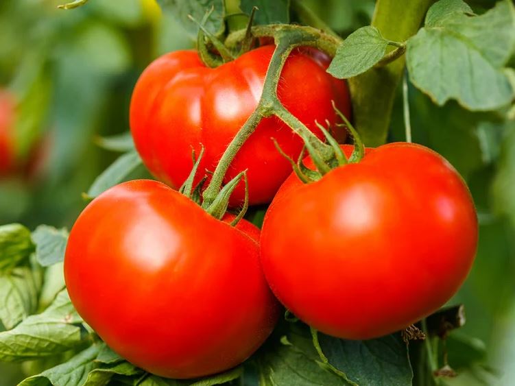 TOM6 BETTER BUSH TOMATO 6PK