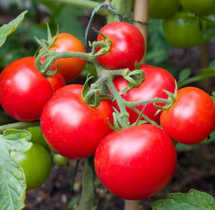 TOM7 BIG BEEF TOMATO 6PK