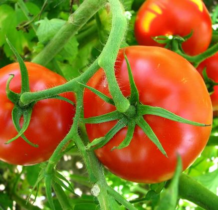 TOM8 BIG BOY TOMATO 6PK