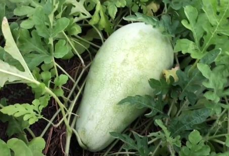 WAT1 CHARLESTON WTMELON 6PK