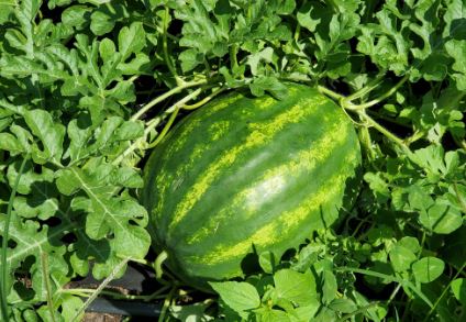 WAT2 CRIMSON WATERMELON 6PK