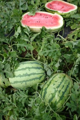 WAT3 JUBILEE WATERMELON 6PK