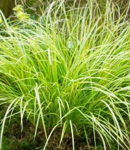 BPG28- ACORUS GRASS (JAPANESE)