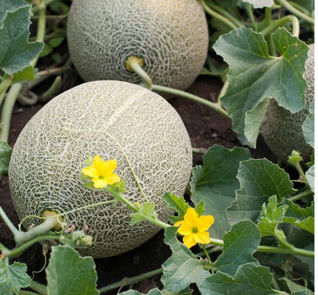 CAN1 HALES CANTALOUPE 6PK