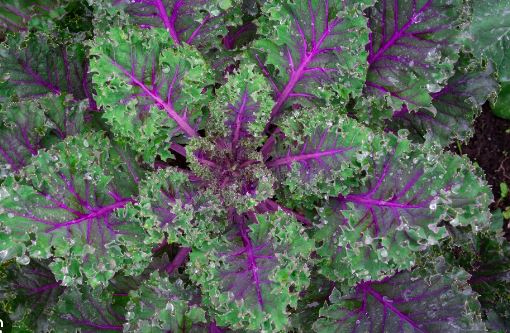 KAL1 RED RUSSIAN KALE 6PK