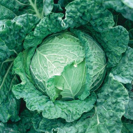 CAB1 SAVOY KING CABBAGE 6PK