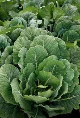 COL1 TOP BUNCH COLLARDS 6PK