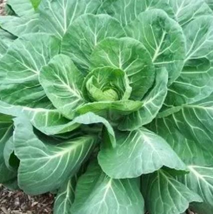 COL2 GEORGIA COLLARDS 6PK