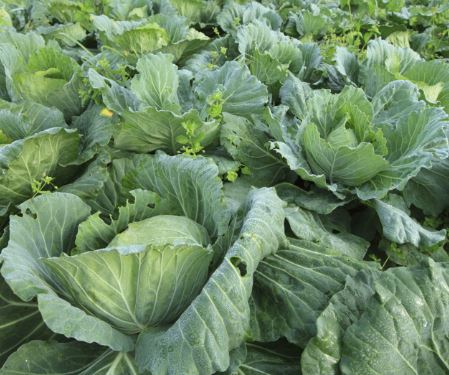 COL3 MORRIS COLLARD 6PACK