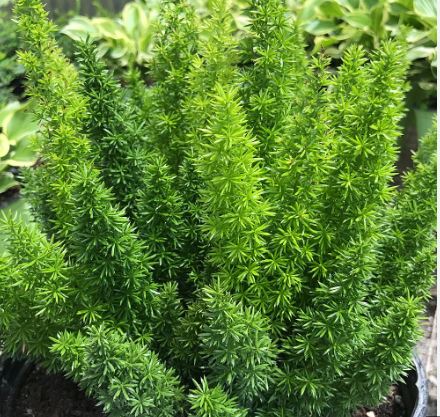 BPG29 ASPARAGUS FERN 1 GAL