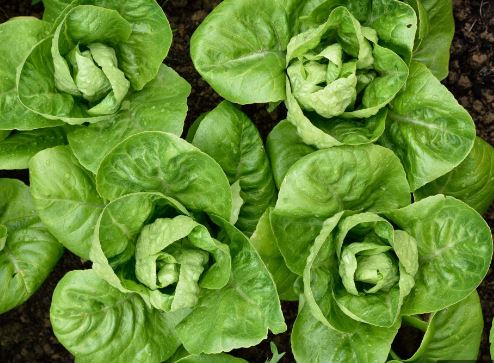 LET5 ROMAINE LETTUCE 6PK