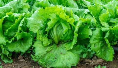 LET2 ICEBERG LETTUCE 6PK