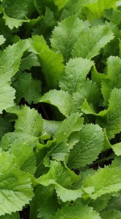 MUS1 FLORIDA BROADLEAF MUSTARD 6PACK