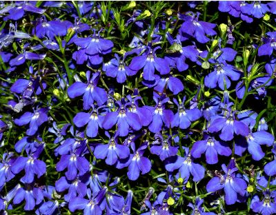 BP10 LOBELIA RIVIERA 6 PACK