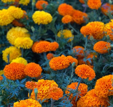 BP11 MARIGOLD 6 PACK PLANT