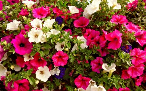 BP13 PETUNIA 6 PACK PLANT