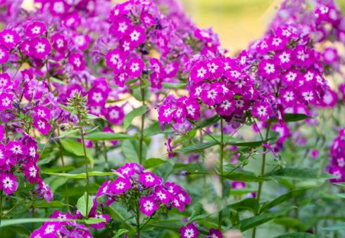BP14 PHLOX 6 PACK PLANTS