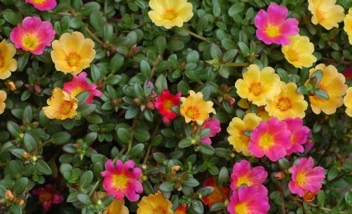 BP15 PORTULACA 6 PACK PLANT