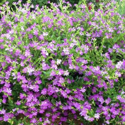 BPG3 CUPHEA-MEXICAN HETHR 1GA