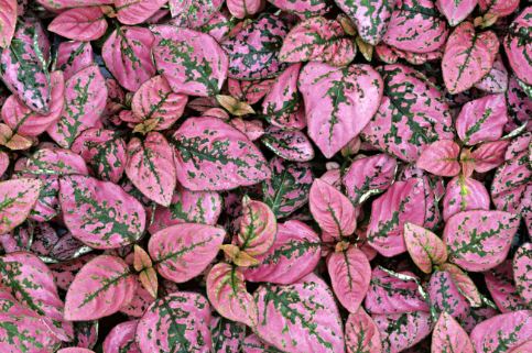 BP17 SPLASH 6 PACK PLANTS