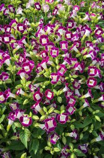 BP18 TORENIA 6 PACK PLANT