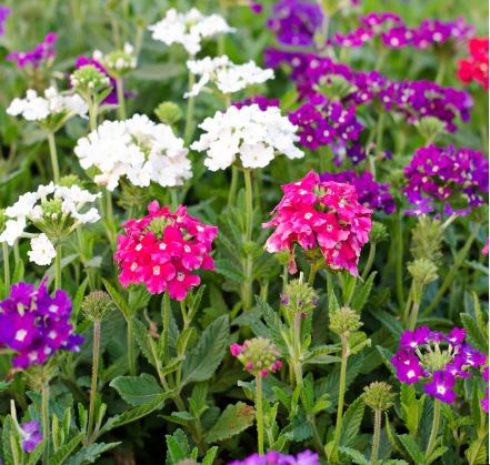 BP19 VERBENA 6 PACK PLANT