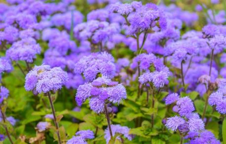BP2 AGERATUM 6 PACK PLANT