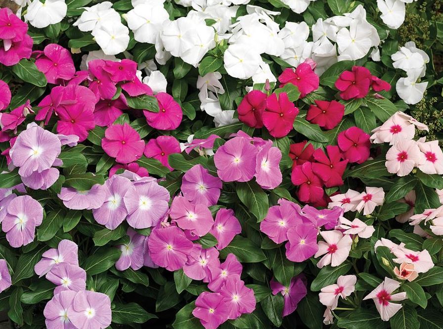 BP20 VINCA 6 PACK PLANT
