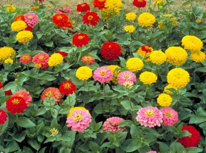 BP21 ZINNIA 6 PACK PLANT