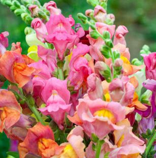 BP22 SNAPDRAGON 6 PACK PLAN