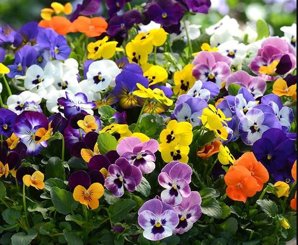 BP23 VIOLA 6 PACK PLANT