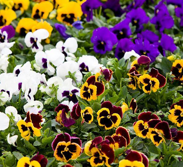 BP24 PANSY 6 PACK PLANT
