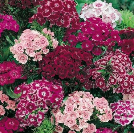 BP26 DIANTHUS 6 PACK PLANT