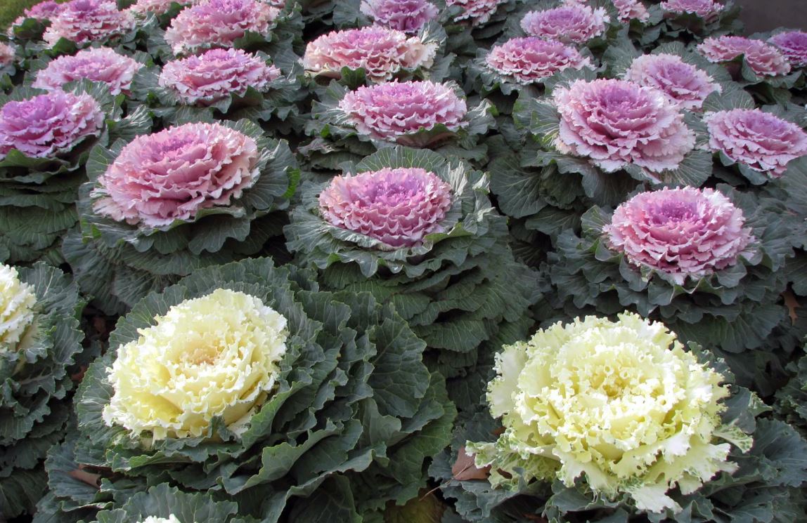 BP28 FLOWERING CABBAGE 6 PACK