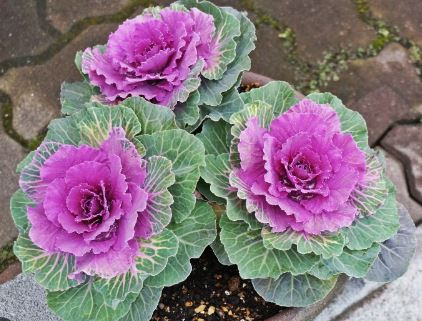 BP29 FLOWERING KALE 6 PACK