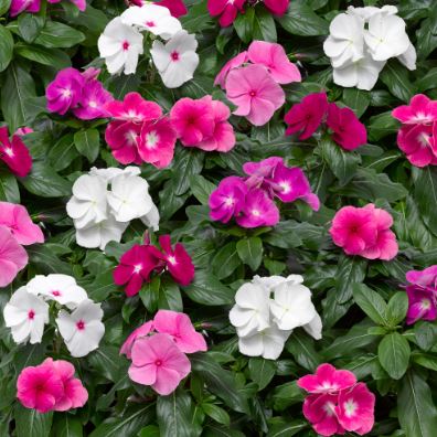 BPG30 VINCA-CORA 1 GAL